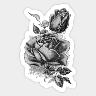 Black Rose Flower Ink Drawing Sticker